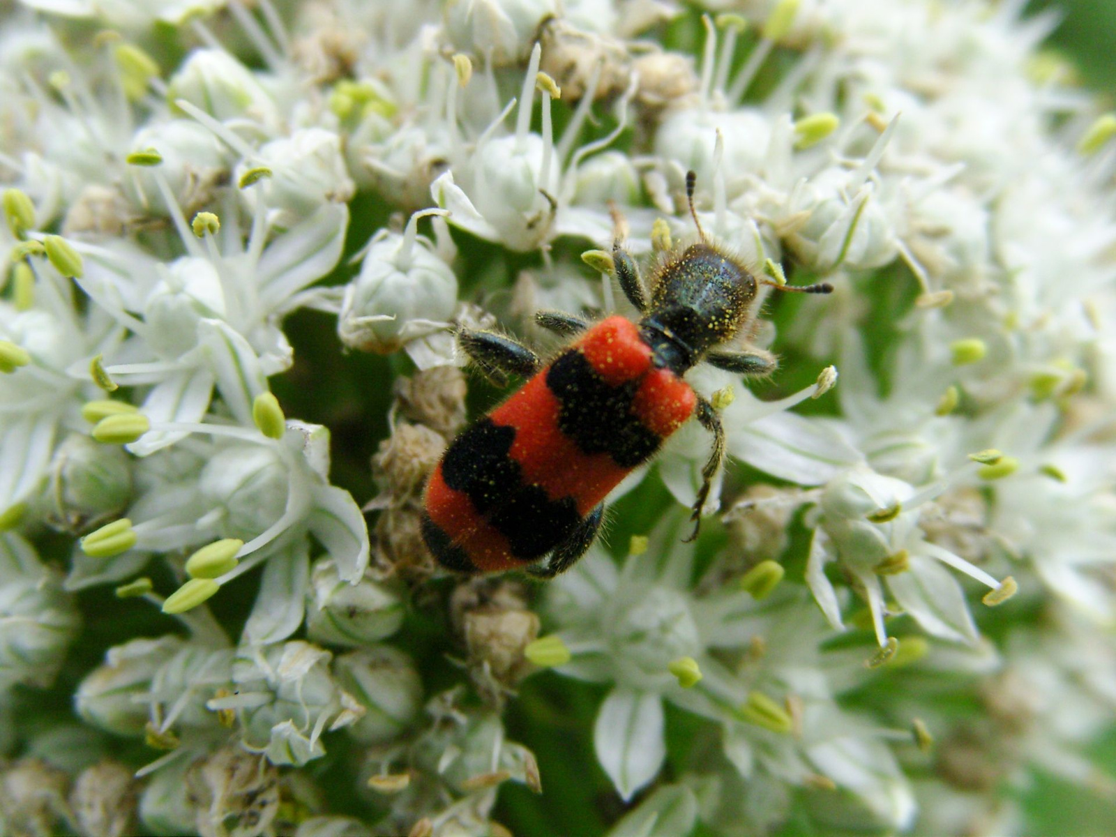 Szalagos méhészbogár (Trichodes apiarius)