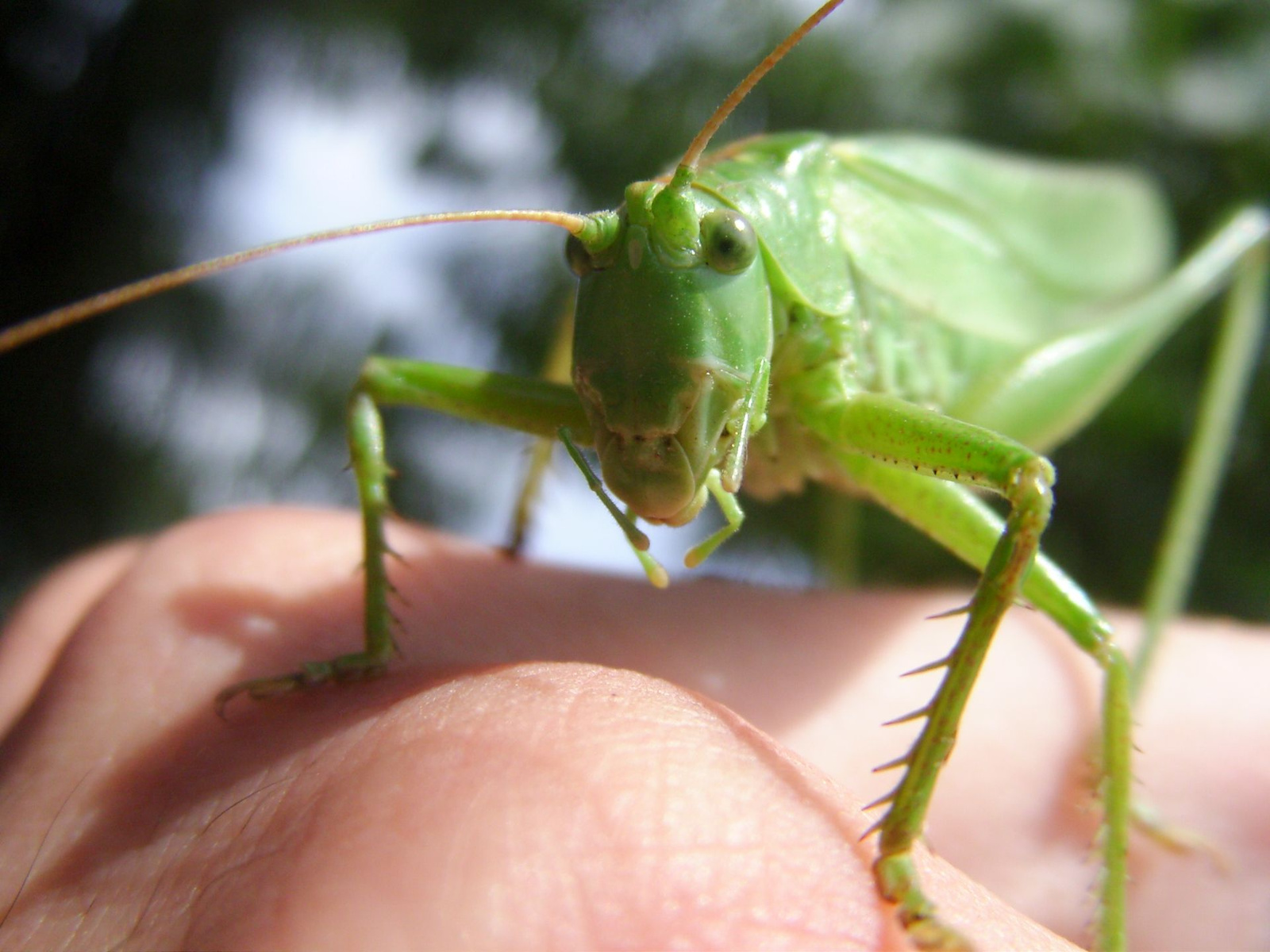 Zöld lombszöcske (Tettigonia viridissima) III