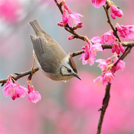 bird-at-spring (Medium)