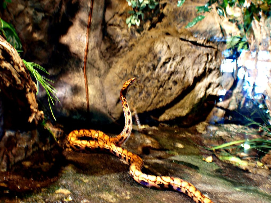 Tropicarium (Campona)