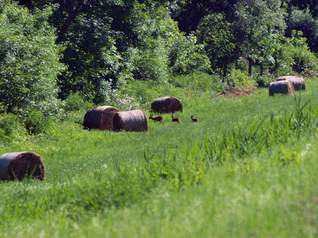 A Tisza gátján