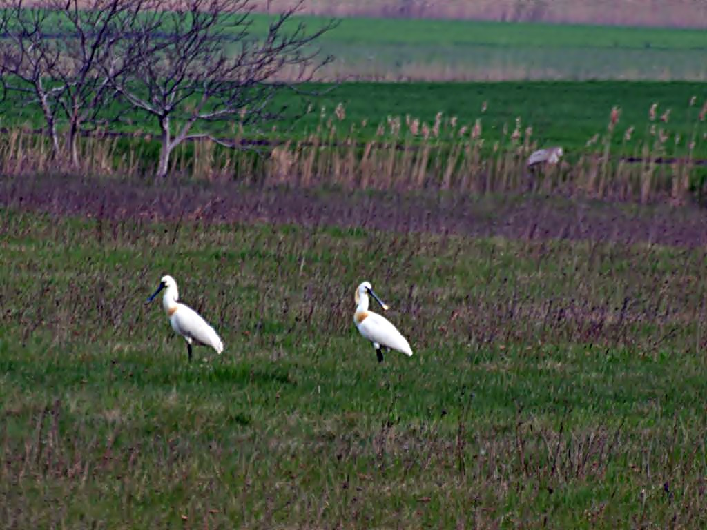 Kanalasgémek