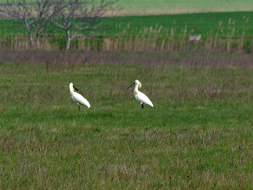 Kanalasgémek