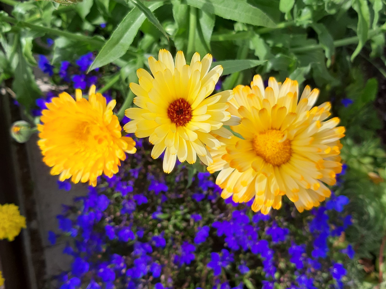 virágok