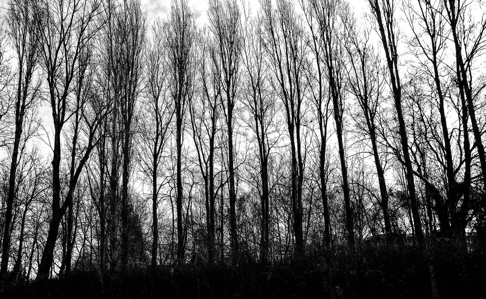 Sorban téli fák