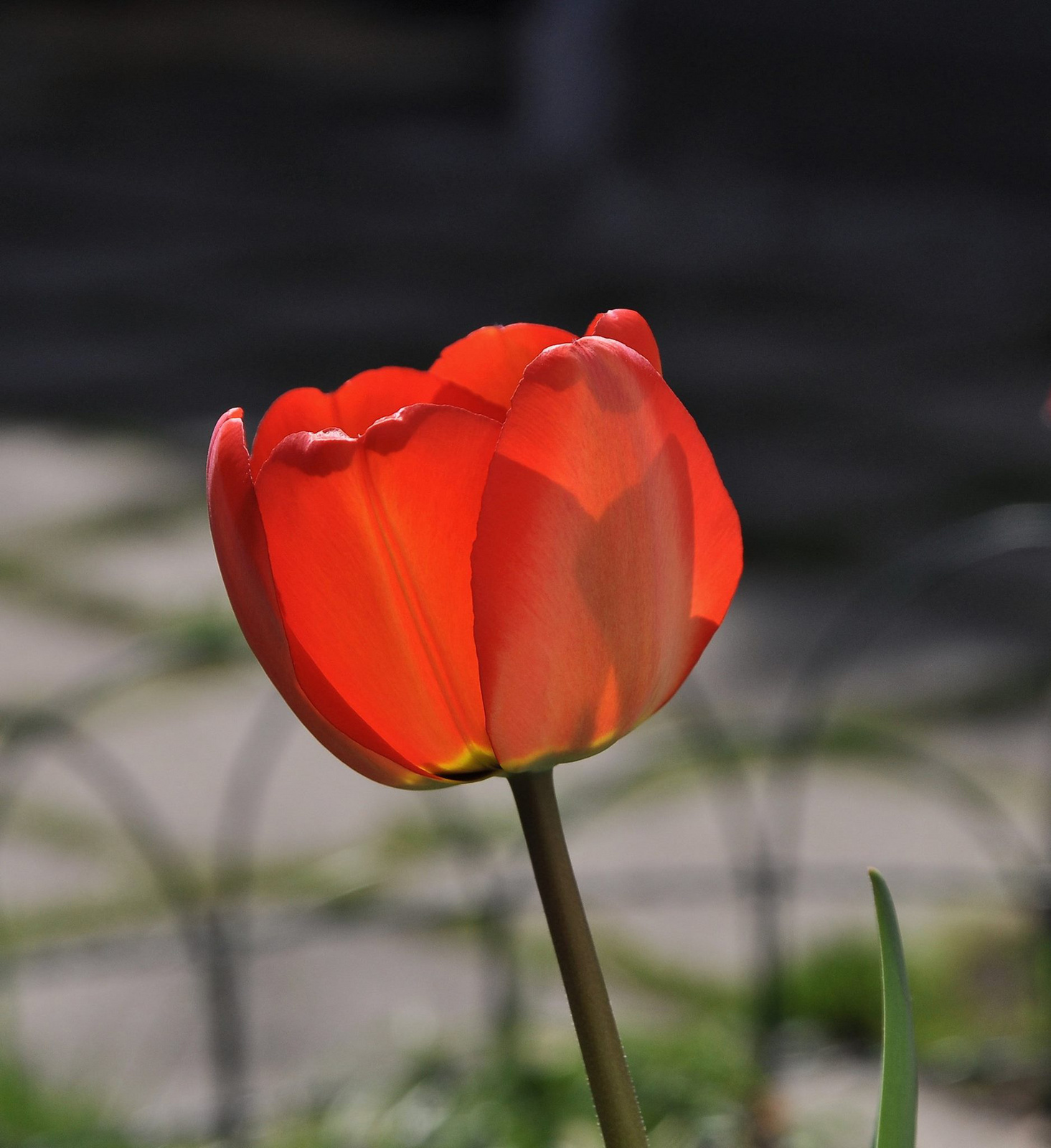 Tulipán piros