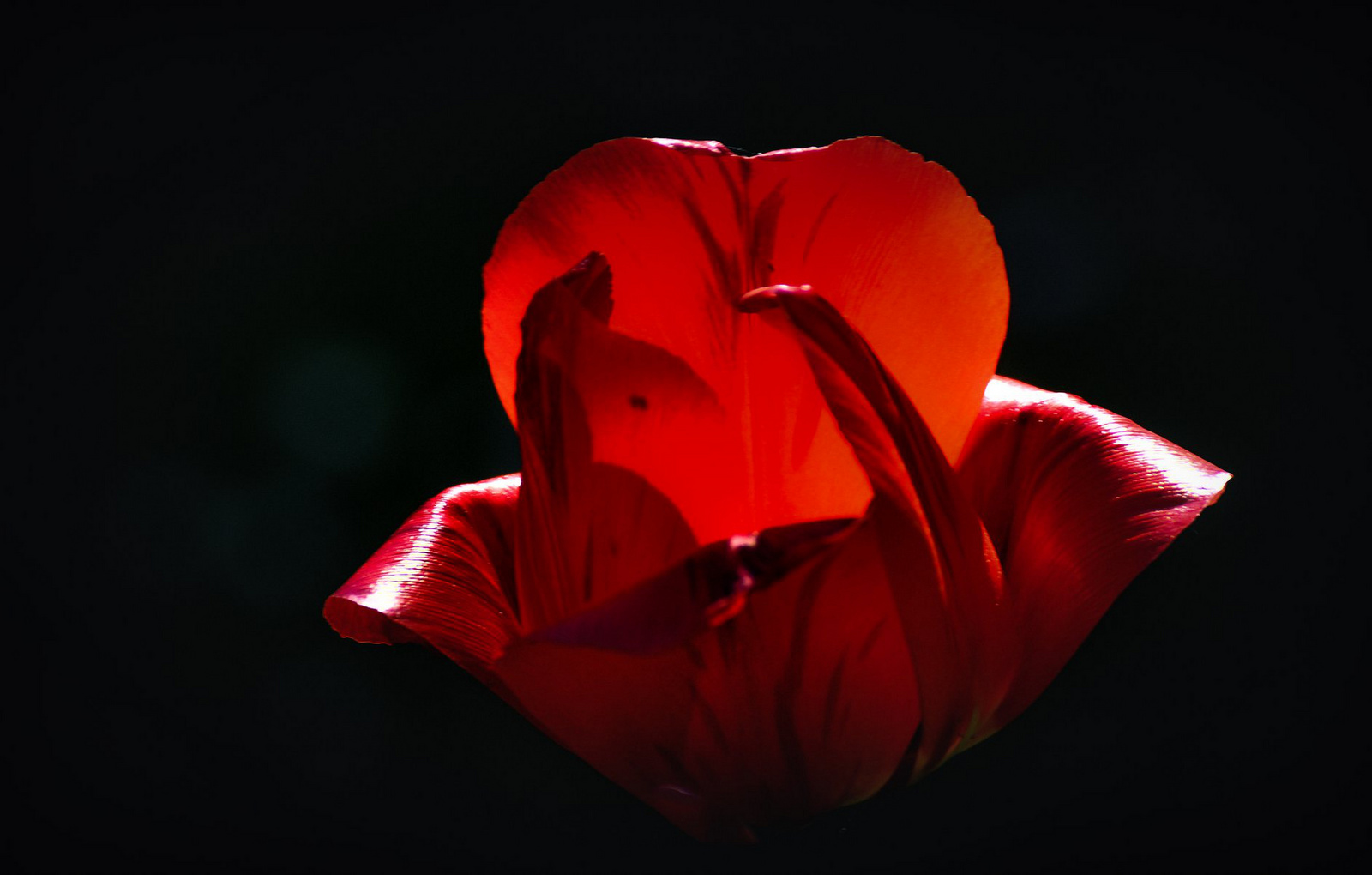 Az utolsó tulipán