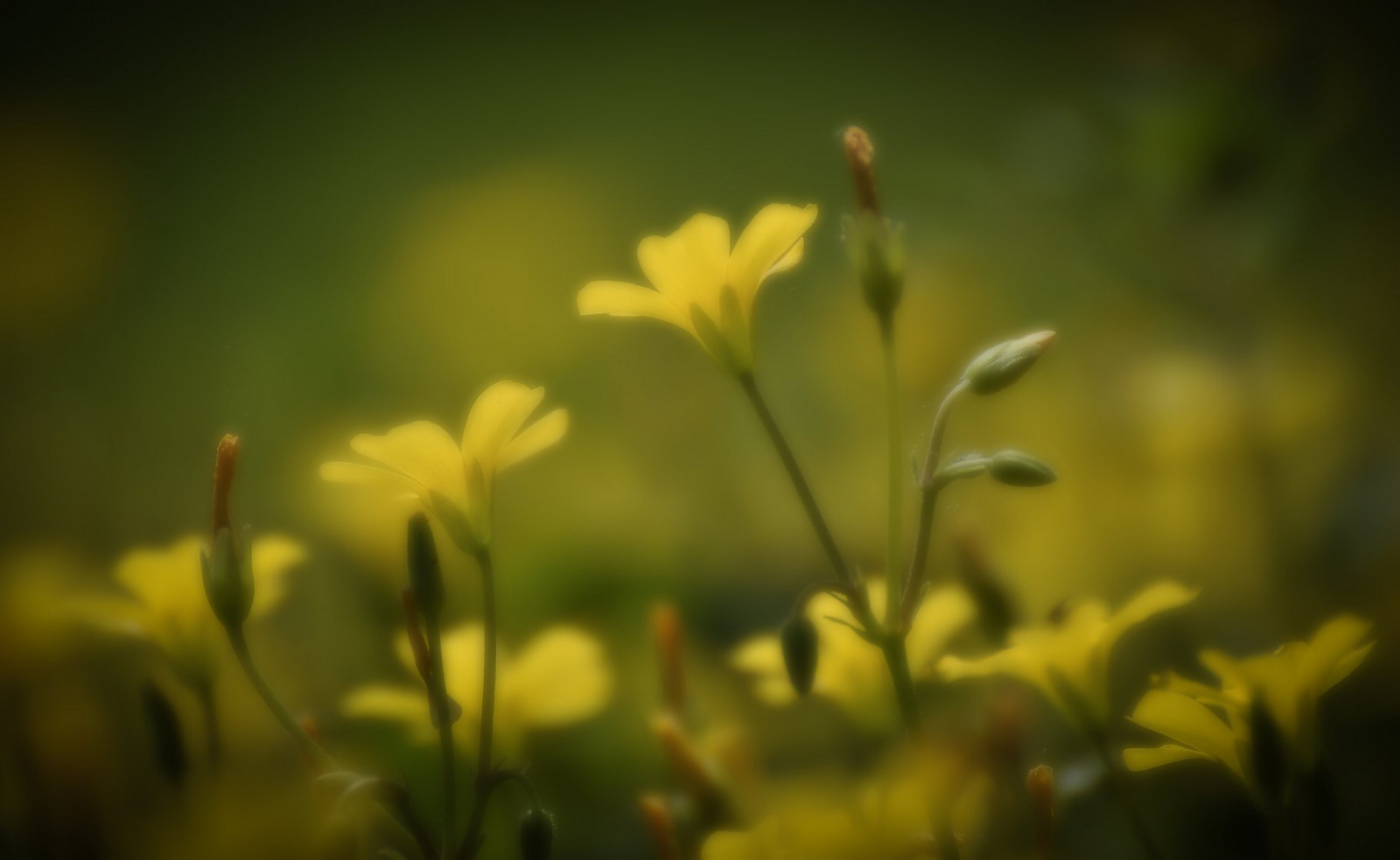Kis sárga virág