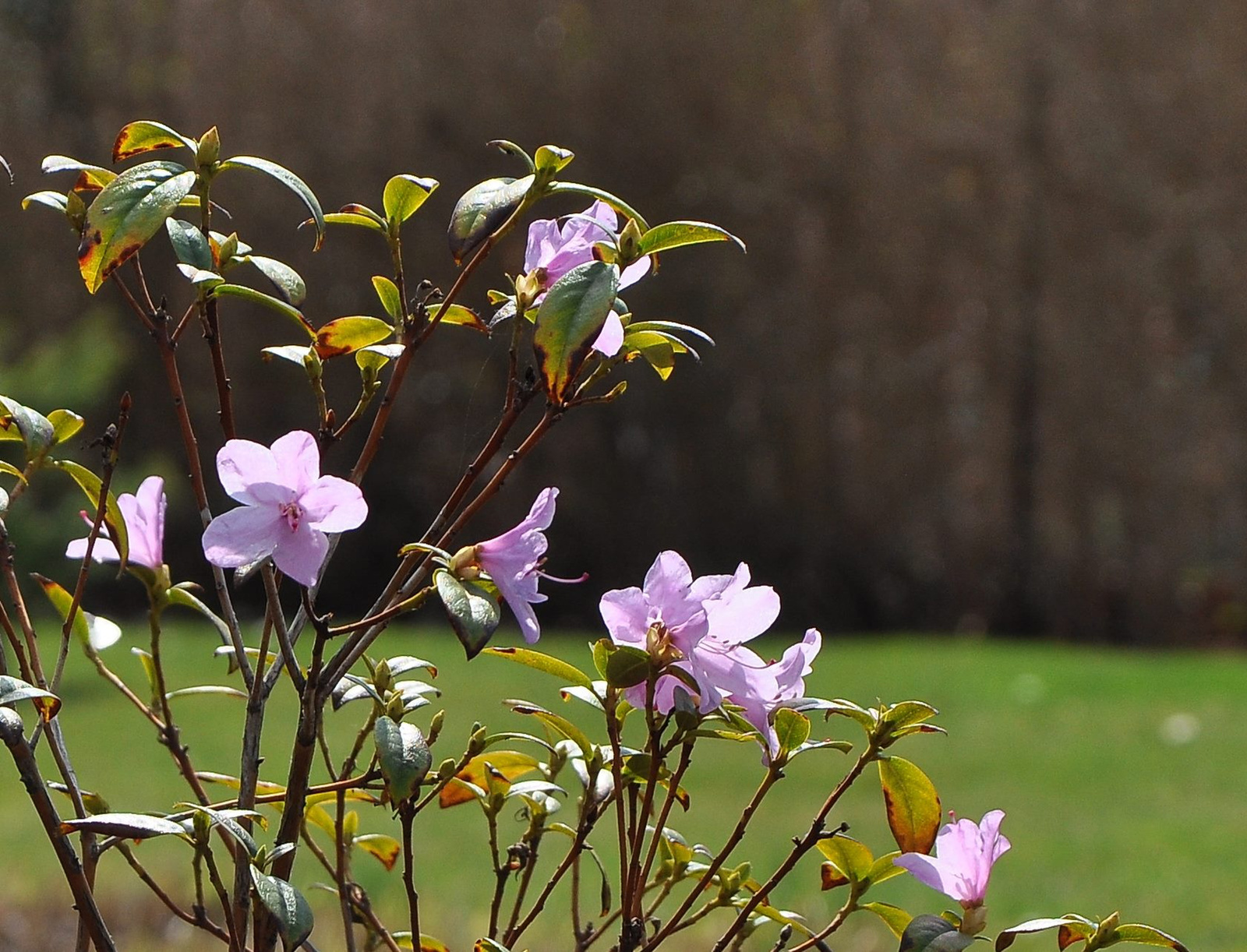 Rododendron