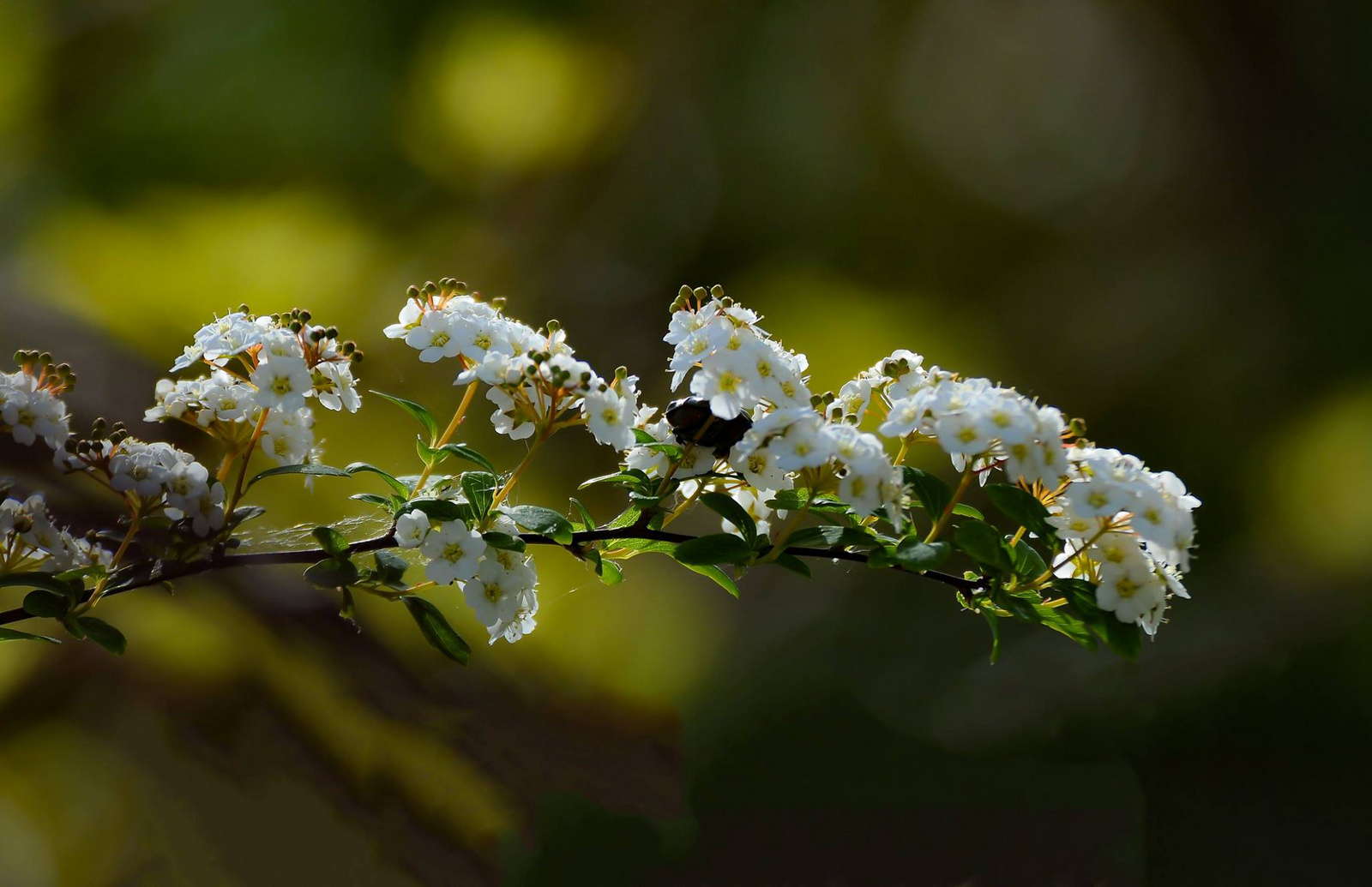 Spirea