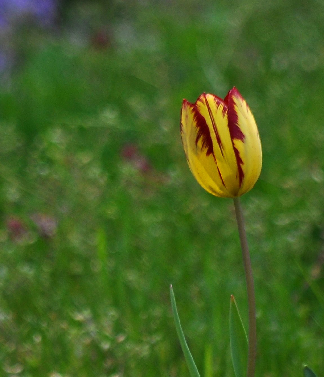 Az utolsó tulipánMMLL