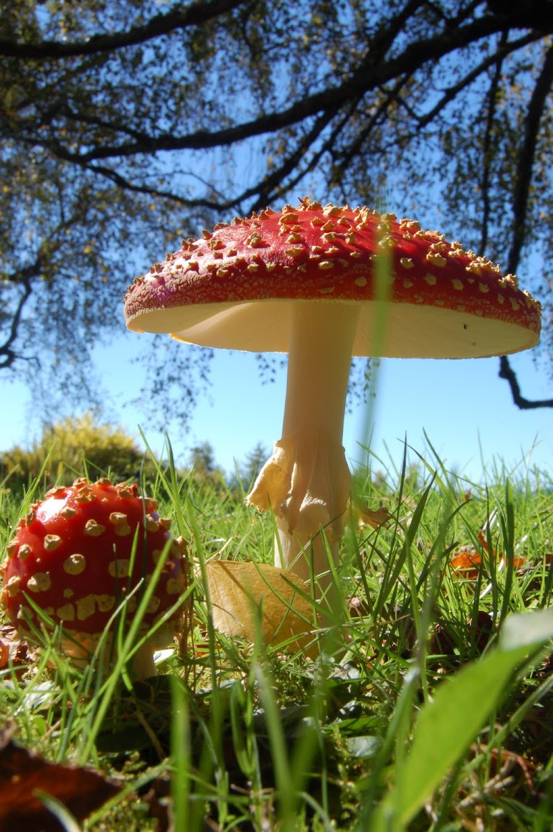 Amanita muscaria