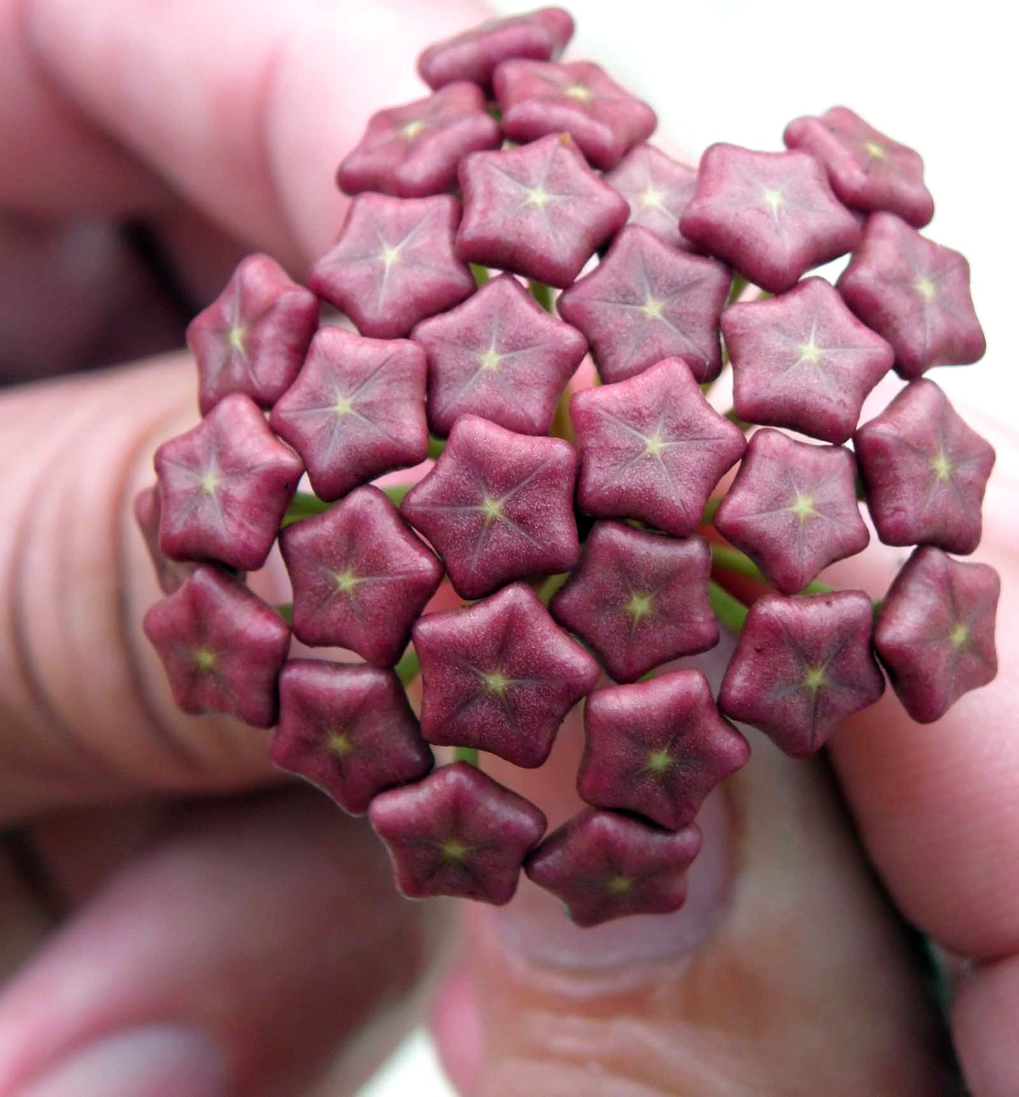 Buds-of-a-Hoya-Wax-Flower