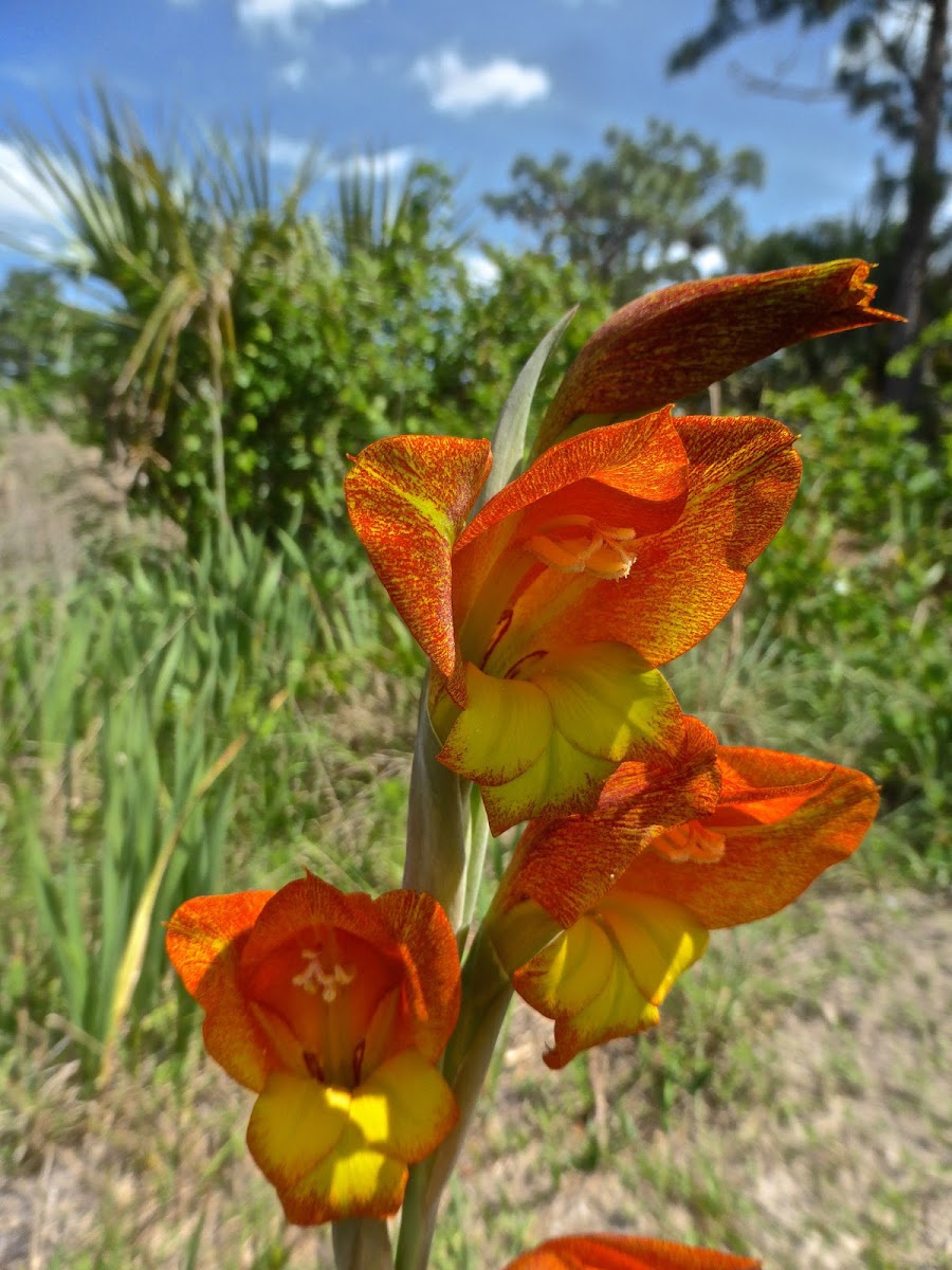 Gladiolus sp.