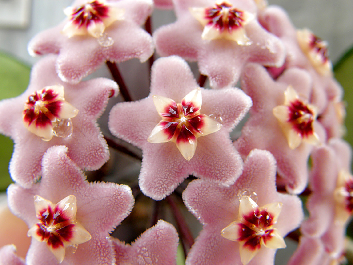 hoya-carnosa-wax-flower