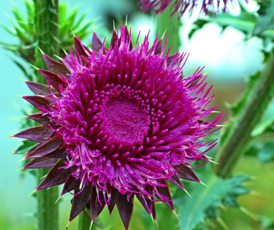 Magyar bogáncs (Carduus collinus)