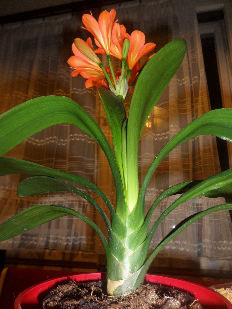 CLIVIA Kafferliliom