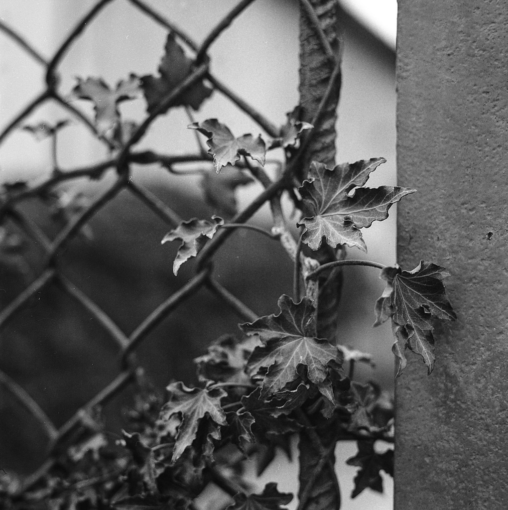 ivy on fence