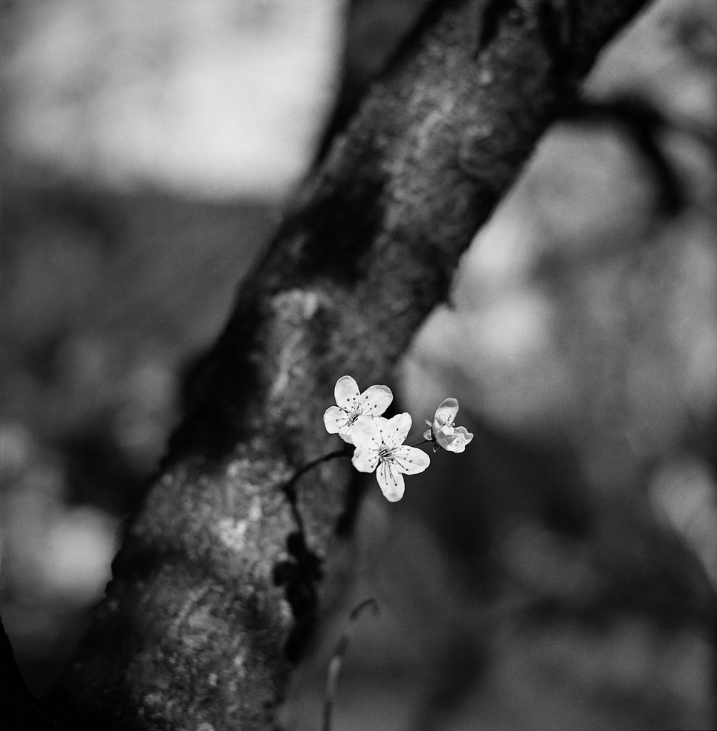 plum blossom