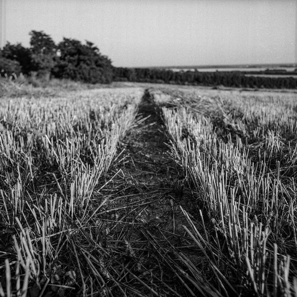 harvested crop field - Hasselblad 500C/M Distagon 50mm f4 C Seko