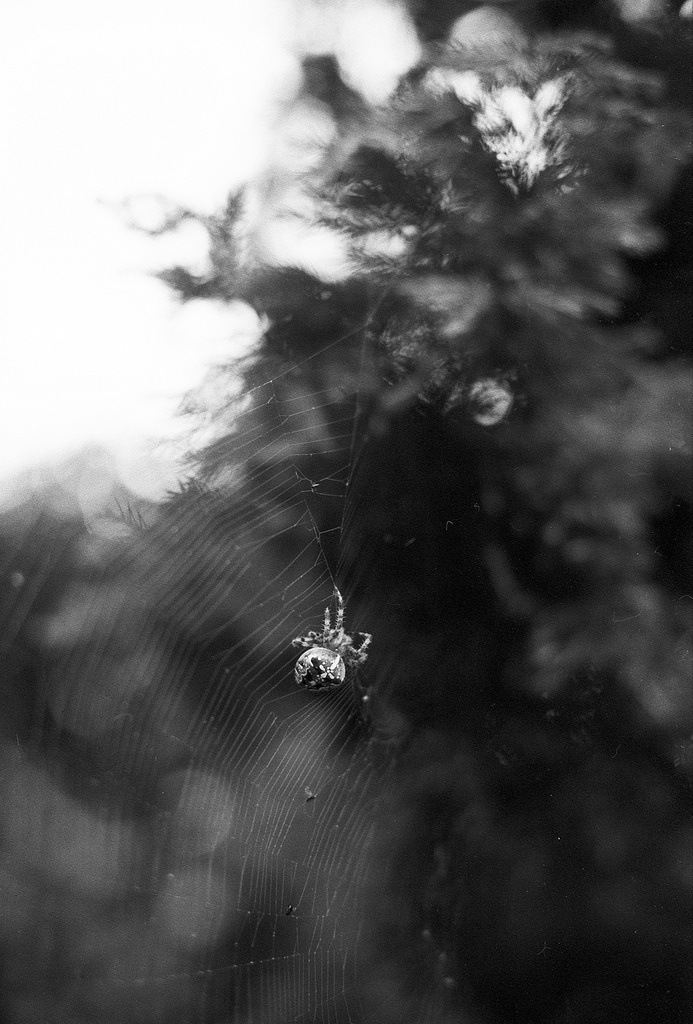 Keresztespók / Cross Orbweaver - Canon A-1 Freelensing with my M