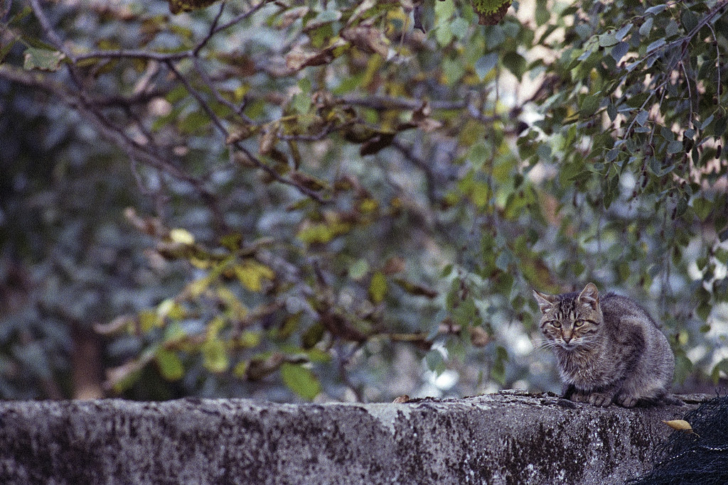 little ball of suspicion - Minolta XE-5 Minolta Rokkor MD 200mm 