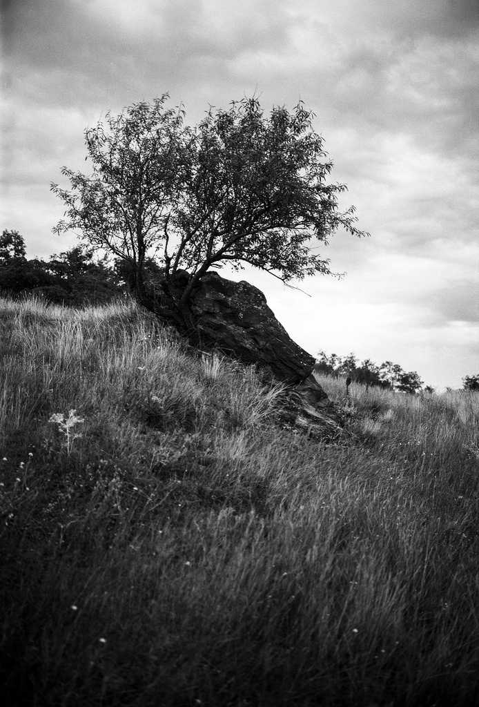 grim almond tree - Fuji GW690III 6x9 Professional Ilford FP4 ISO