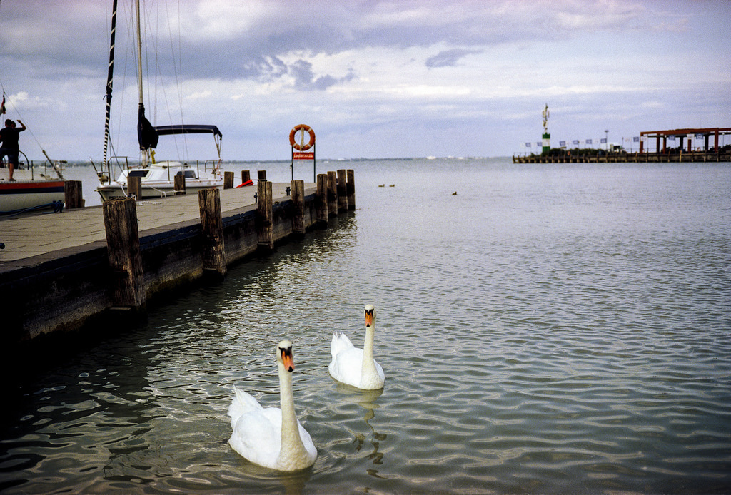 swans - Fuji GW690III 6x9 Lomography 400