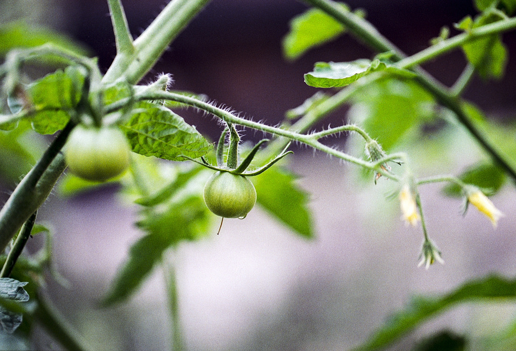 green tomatoes - Canon EOS 3 Canon EF 100mm f2.8L IS USM Expired