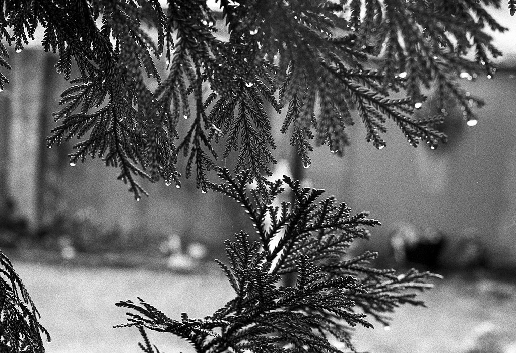 rain - Canon AE-1 Program Canon S.S.C. 50mm f/1.4 Ilford HP5+ de