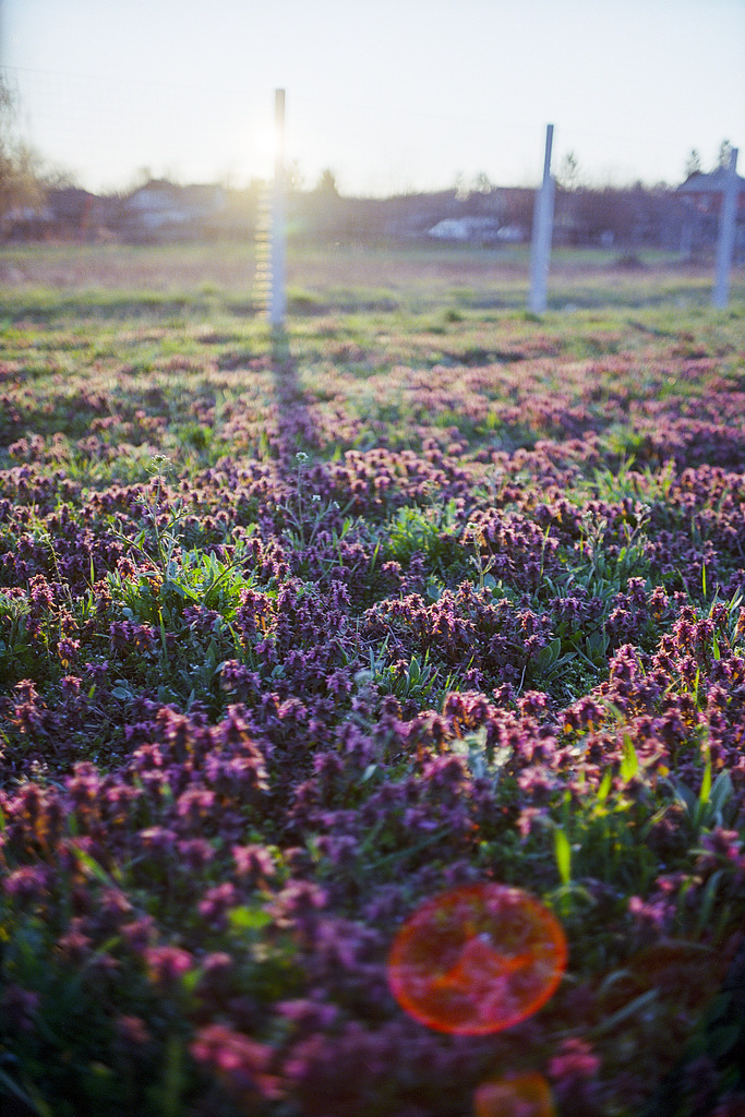 red dead-nettle sunset - Konica Hexar AF Kodak Ektar