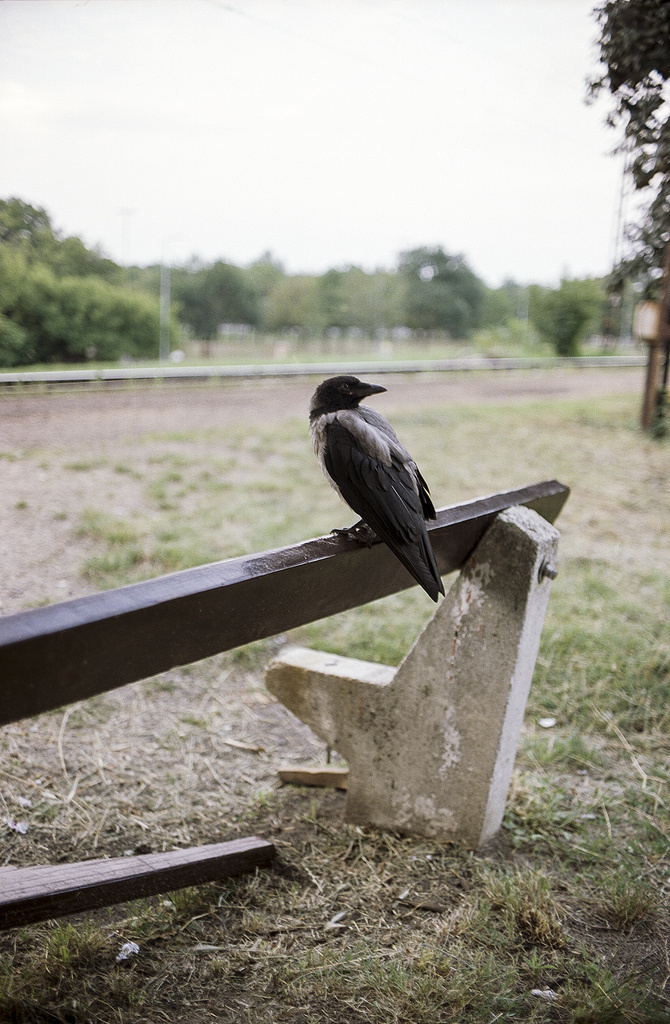 calm crow - Konica Hexar AF Kodak Vision 3 50D