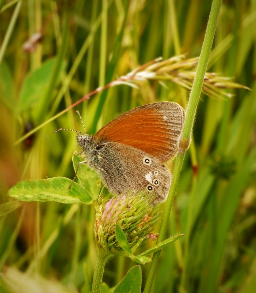 természet