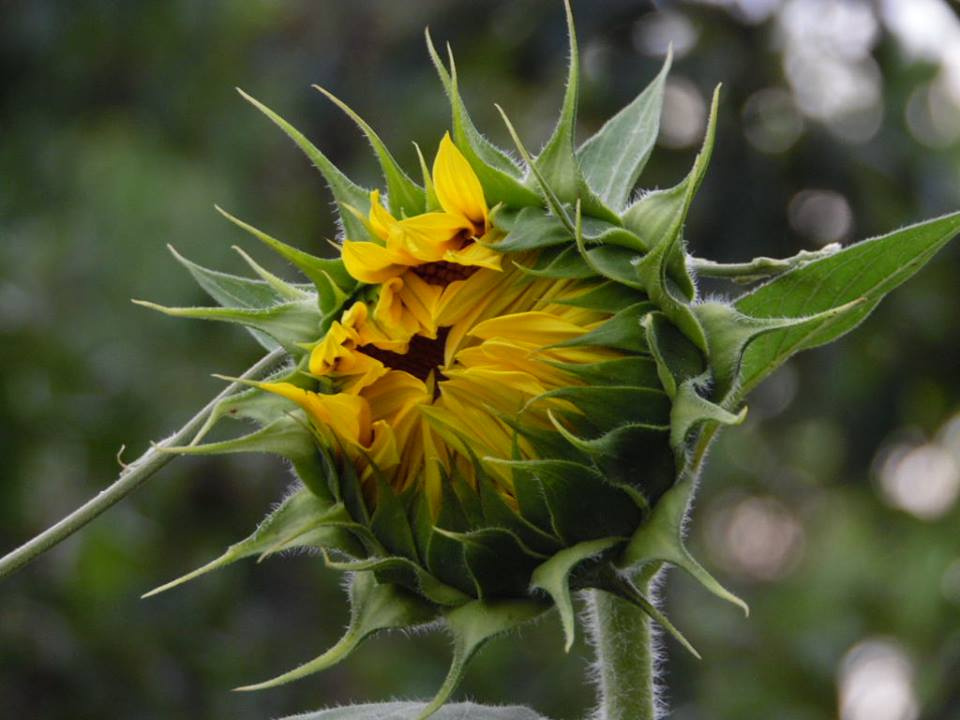 sunflower6