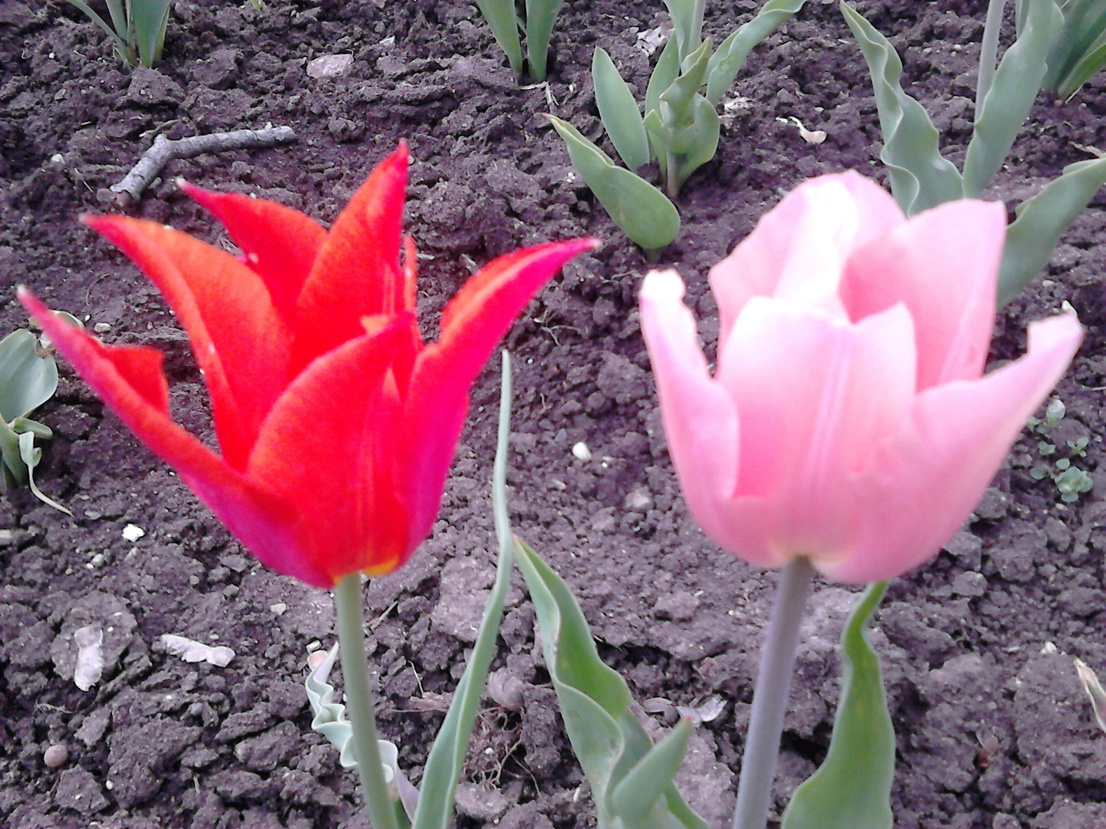 ... tulipánok.