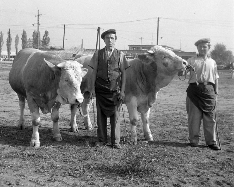 A jószág volt az aranya a népnek.... (33)