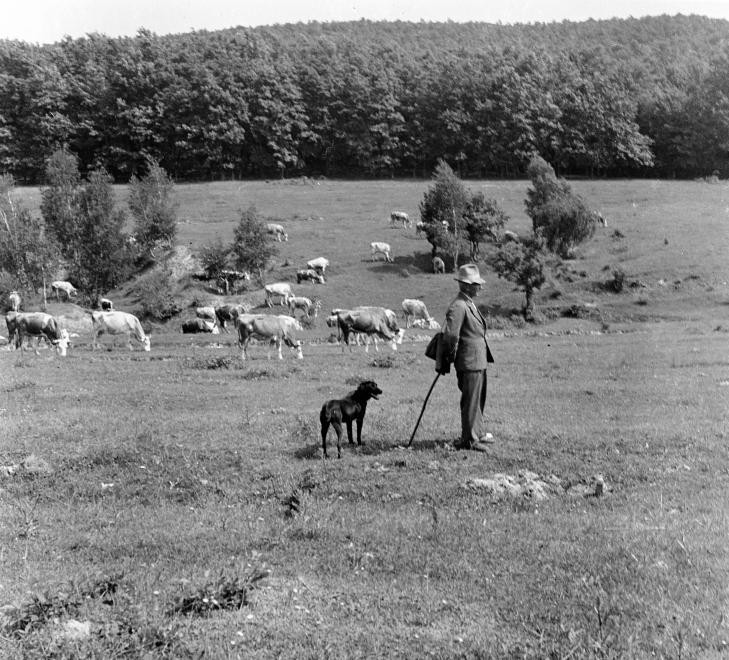 A jószág volt az aranya a népnek.... (53)