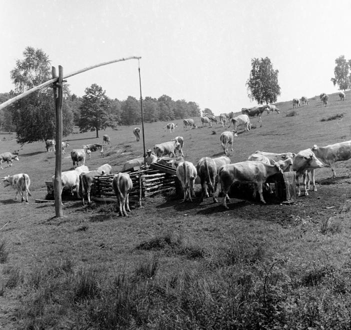 A jószág volt az aranya a népnek.... (54)