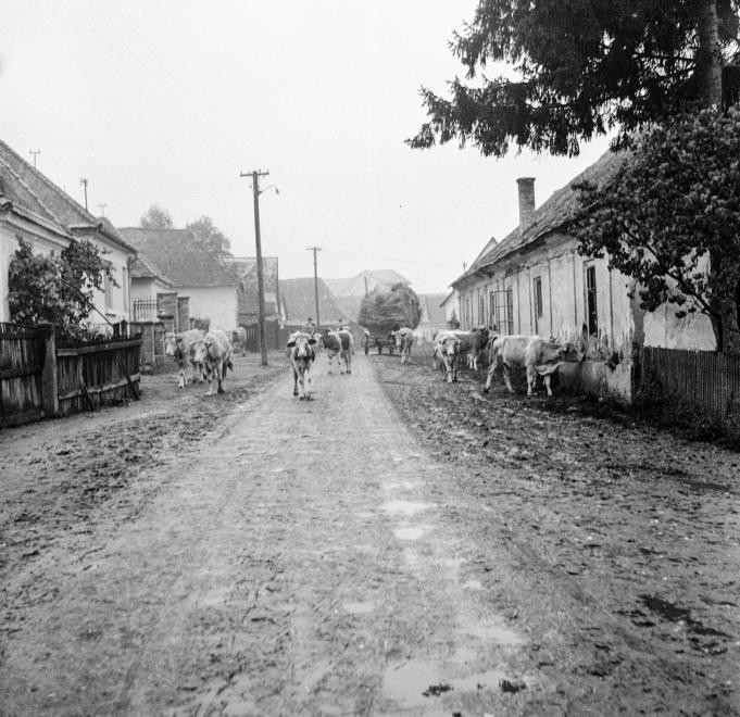 A jószág volt az aranya a népnek.... (58)