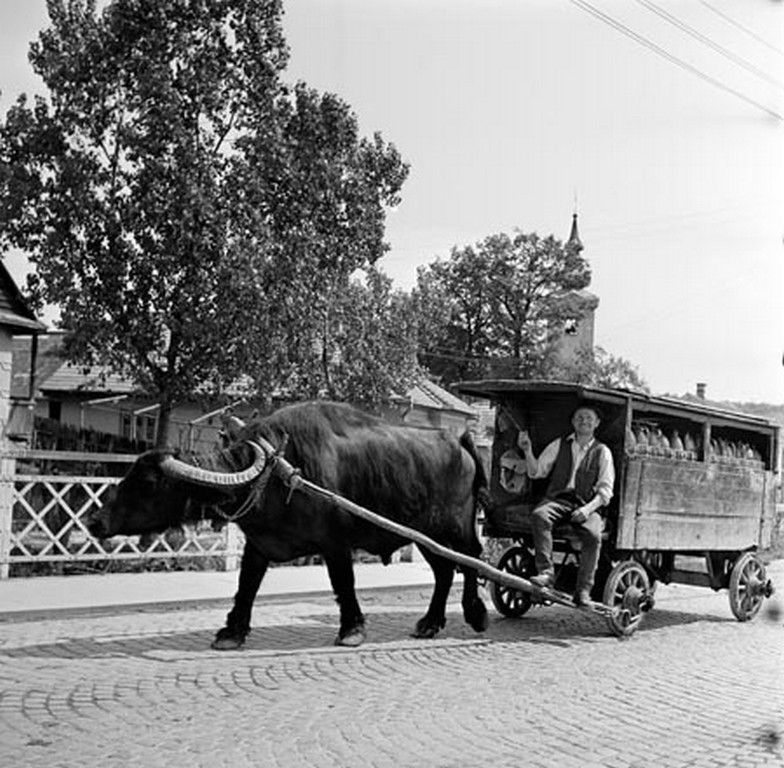 Bivalyos borvizes szekér. Székelyudvarhely, 1962.0