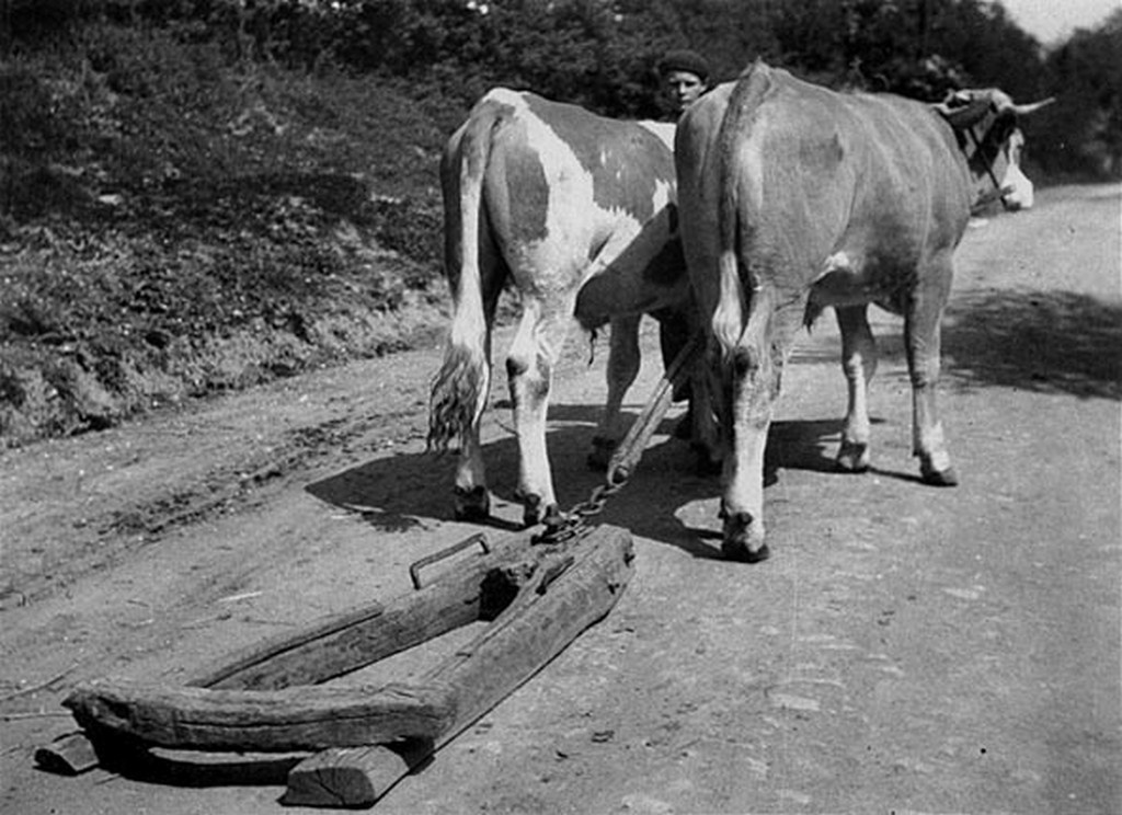 Csúsztató ökrökkel, Nógrád (Nógrád vm.) 1958.