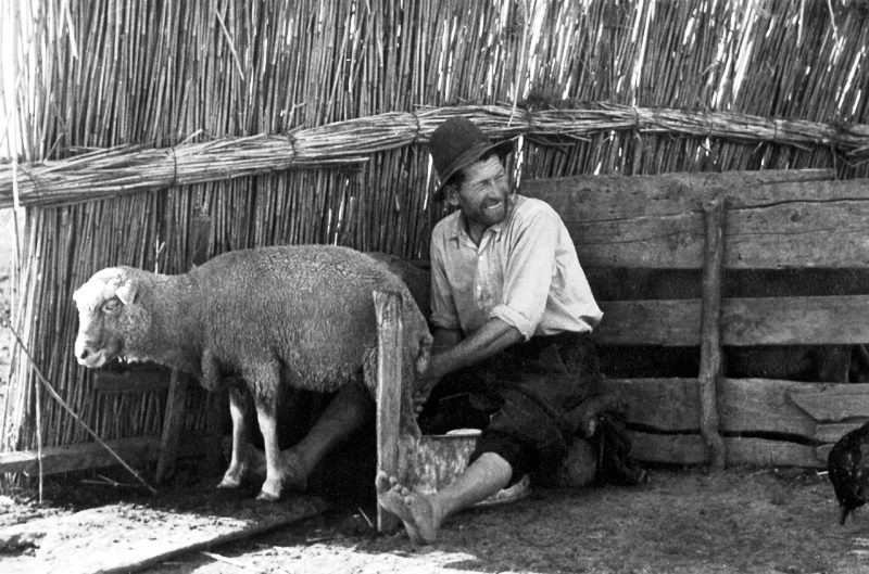 Fejés a juhszárnyéknál 1959 .