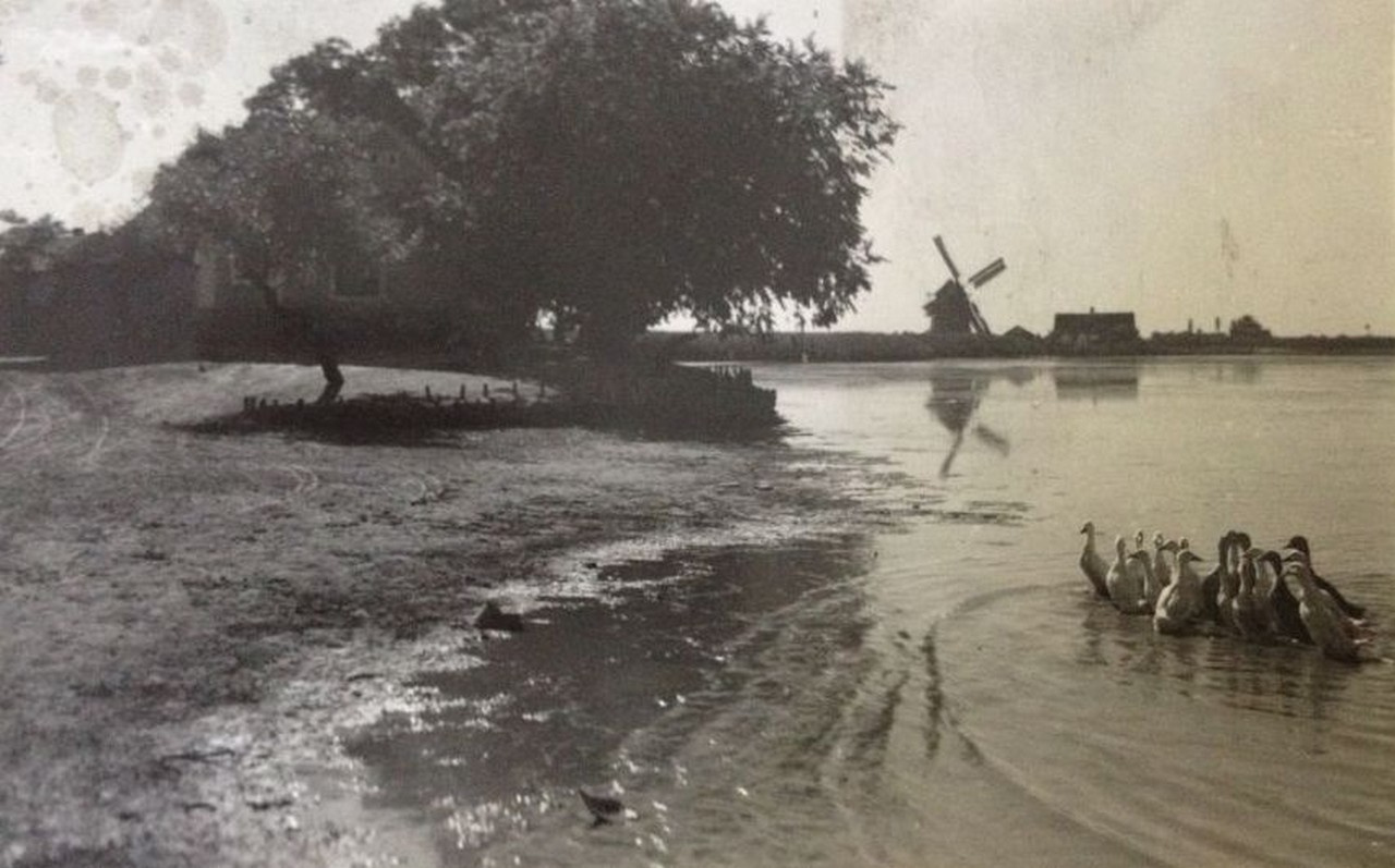 Kiskunhalasi szélmalom az 1900-as évek elején.