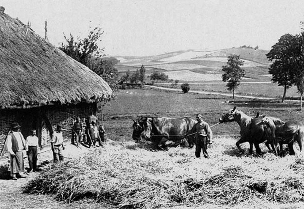 Őszi árpa nyomtatása négy lóval, Patca (Somogy vm.) 1932.