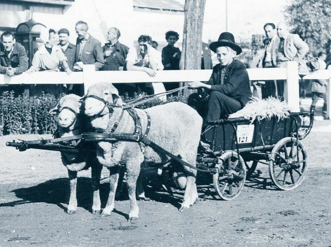 Pankotai birkafogat, Mezőgazdasági Kiállítás, 1956.