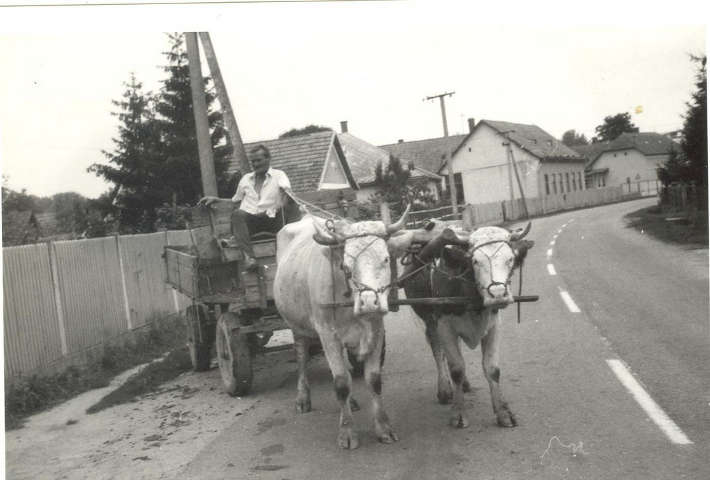 Tehénfogat. 1984.