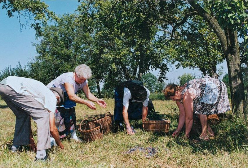 Vajon egyeznek az elképzelések a szilva további sorsát illetően 