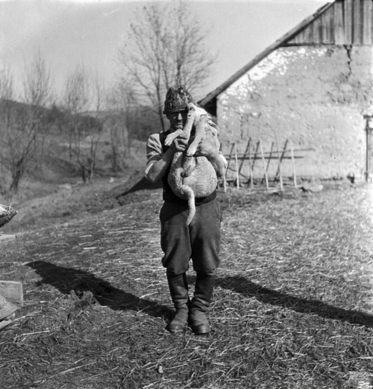 A bárány megfogása heréléshez. 1958. 768x774