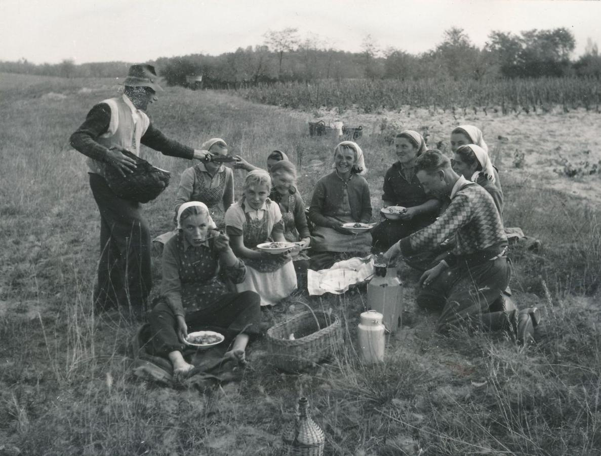 A gazda kenyeret ad az ebédelő szőlőszedőknek. 1957. 1187x900