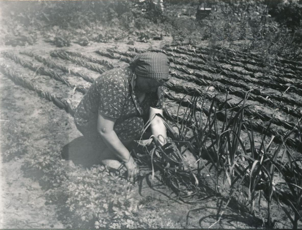 A hagyma szárának lefonása. Szank, 1955. 1183x900